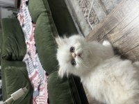Maviş gözlü prenses kedimiz