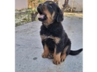 Macar Rottweiler Köpeği