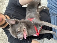 Chihuahua Erkek 5 Yaşında