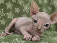 Naked Beauty Sphynx Cattery Kedimiz