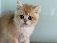En güzel golden british shorthair ve longhair yavrular