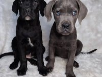 Ev Doğumlu Cane Corso İtaliano Yavrular