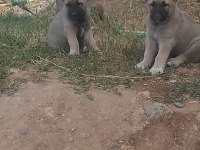 Üst düzey bir dişi bir erkek kangal yavrular