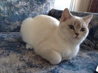 British shorthair blue point (mavi gözlü yavru)
