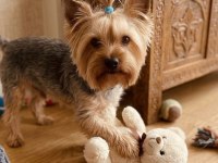 10 Aylık Erkek Küçük Boy Büyümeyen Köpeğimiz