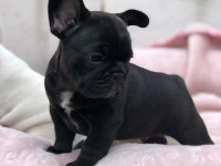 FRENCH BULLDOG YAVRULARI