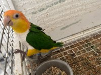 Portakal Kafa Takım DNA Caique