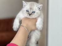 Harika Güzellik British Shorthair Yavrum
