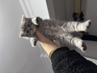 British shorthair kedimiz