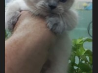 British Shorthair Blue Point