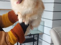 Pomeranian Spitz