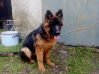 Safkan alman çoban köpekleri (show line)