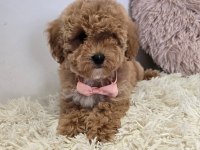 Maltipoo Minik Yavrularımız 