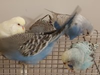 Yeni Yem Yemeye Başladılar Orjinal Jumbo Muhabbet Kuşlar