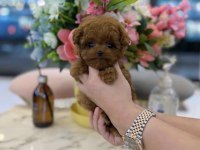 Evinizin Yeni Üyesi Poodle