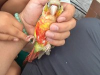 Full evcil konur papağanı