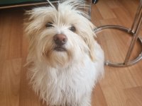 Maltese terrier aşıları çipi karnesi herşeyi tamam