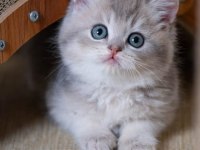 En Güzel Renkte Blue Golden British Shorthair