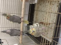 KUŞLAR YENİ YUVALARINI BEKLİYORLAR