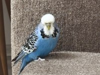 Show jumbo çift muhabbet kuşu