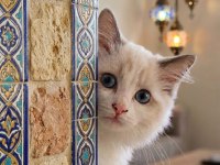 SECERELİ RAGDOLL YAVRULAR