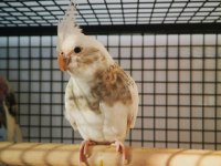 8 aylık dişi sultan papağanı