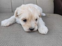 Maltipoo Irk ve sağlık garantili uygun yavrular
