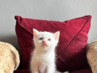 Beyaz mavi gözlü scottish fold bebekler