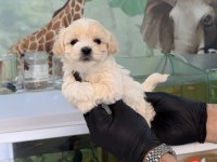 Irk Ve Sağlık Garantili Maltipoo Bebekler