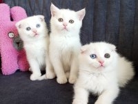 Pofuduk scottish fold white