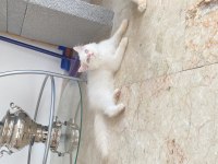 Pamuk Şeker British Longhair Oğluşlar