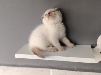 Scottish fold blue point