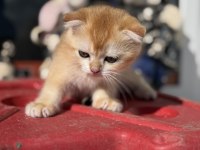 Ankarada ziyarete açık golden scottish fold yavrumuz