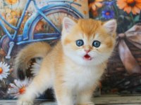 Sarı Kürklü Golden British Shorthair