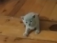 British shorthair dişi ve erkek yavru