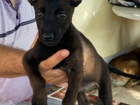 Yarışma düzeyinde karakter ve fenotip