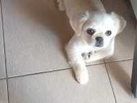 4 aylık pekinez dişi erkek şecereli
