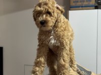 Wc eğitimli aşılı pasaportlu maltpoo yavrularımız