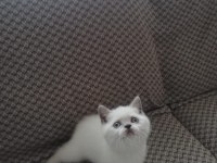 7 haftalık pıtı pıtı british shorthair yavrularımız