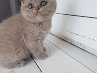 Muhteşem güzellikte scottish fold yavrularımız