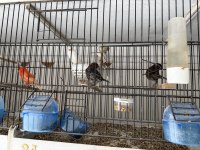 Dişi erkek kanarya türleri