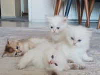 VCF şecereli uysal oyuncu british shorthair yavrular