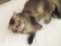 Son 2 yavru british shorthair