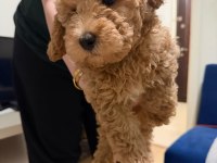 Son Erkek Poodle Yavrum