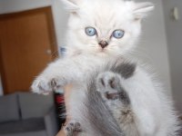 Harika british longhair bebekler