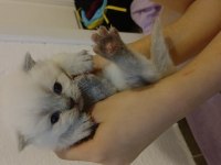 Scottish fold 1 aylık kediler