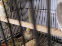 Garanti takım sultan papağanı