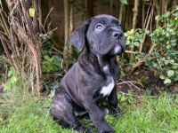 Safkan Dev Cane Corso Yavrular