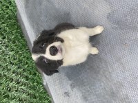 Full Eğitimli Yavru Border Collie