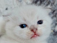 Scottish straight ve scottish fold yavrular